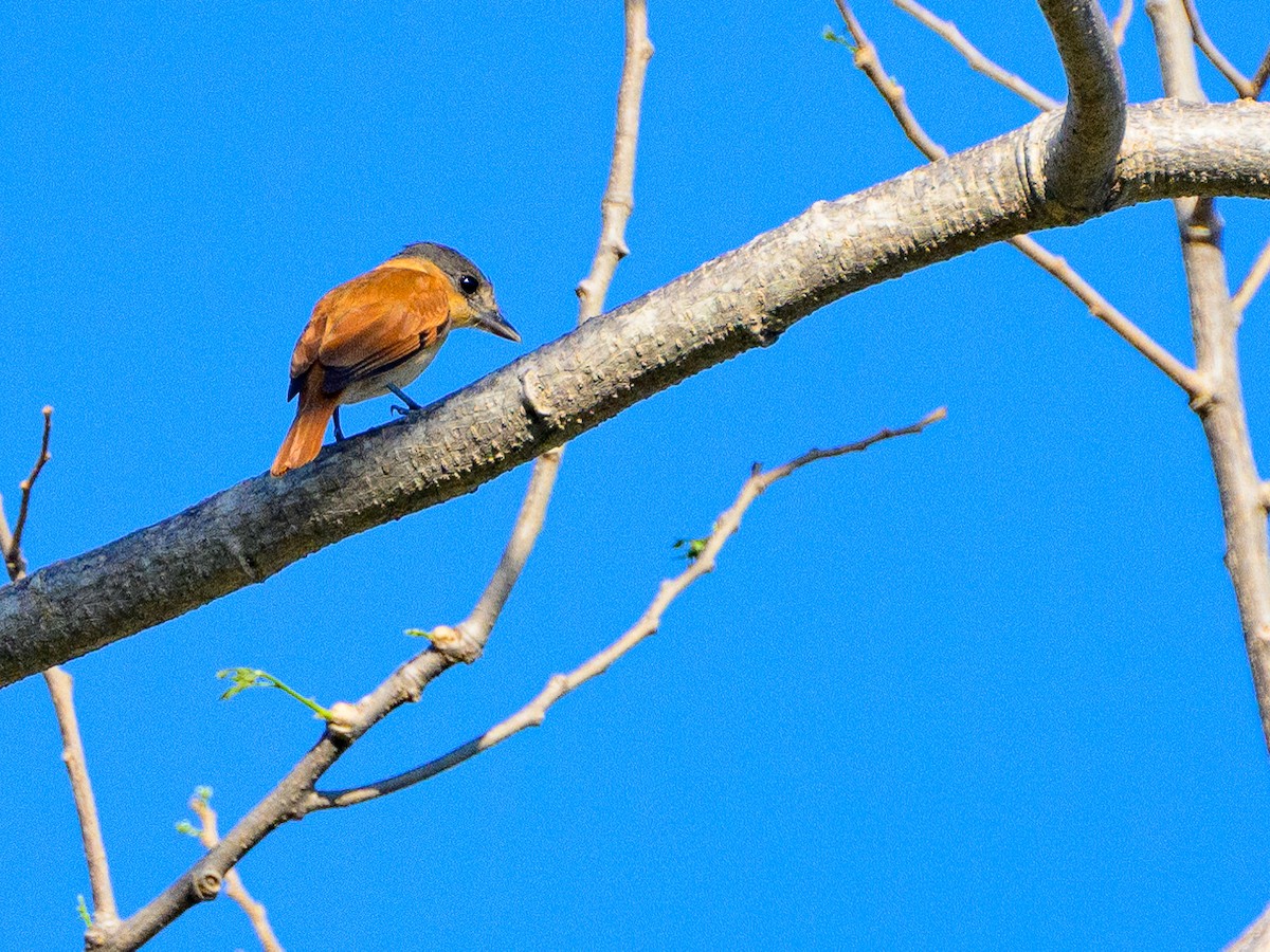 Rose-throated Becard - Dave Dorn