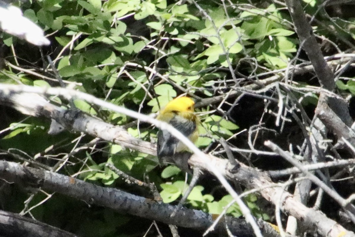 Prothonotary Warbler - ML617935036