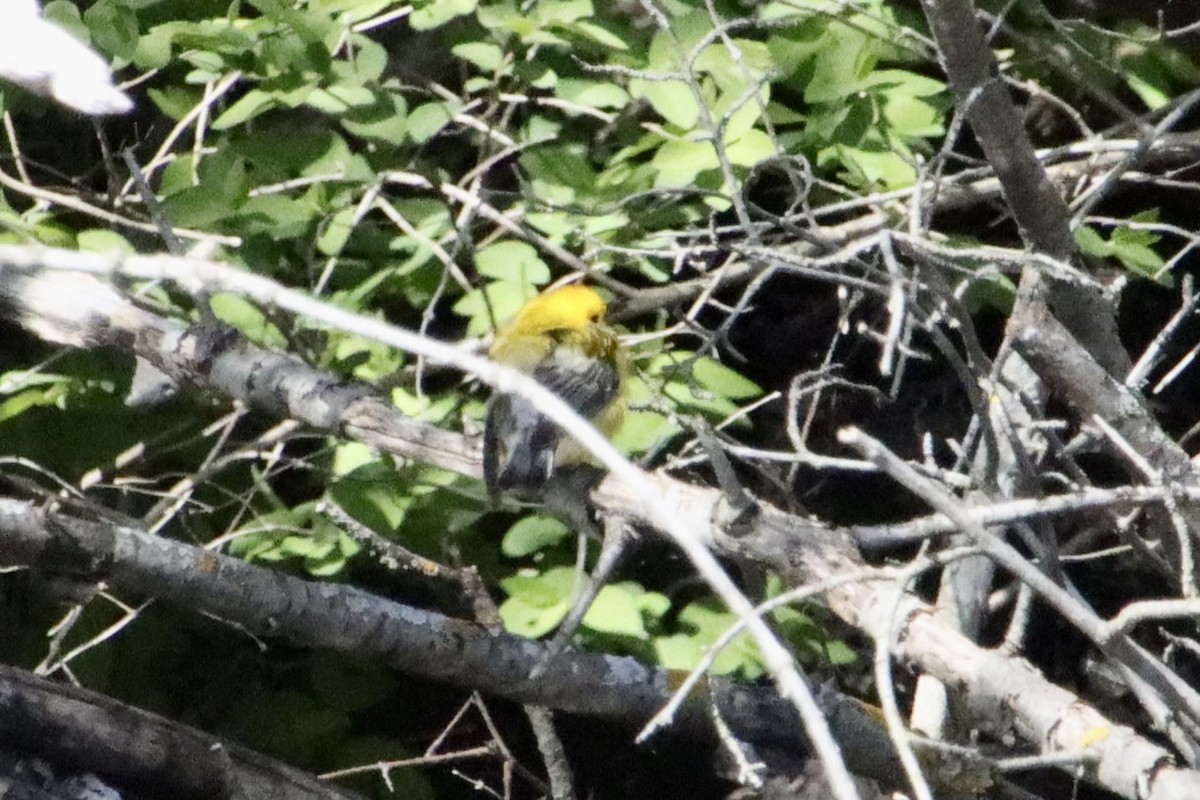 Prothonotary Warbler - ML617935037