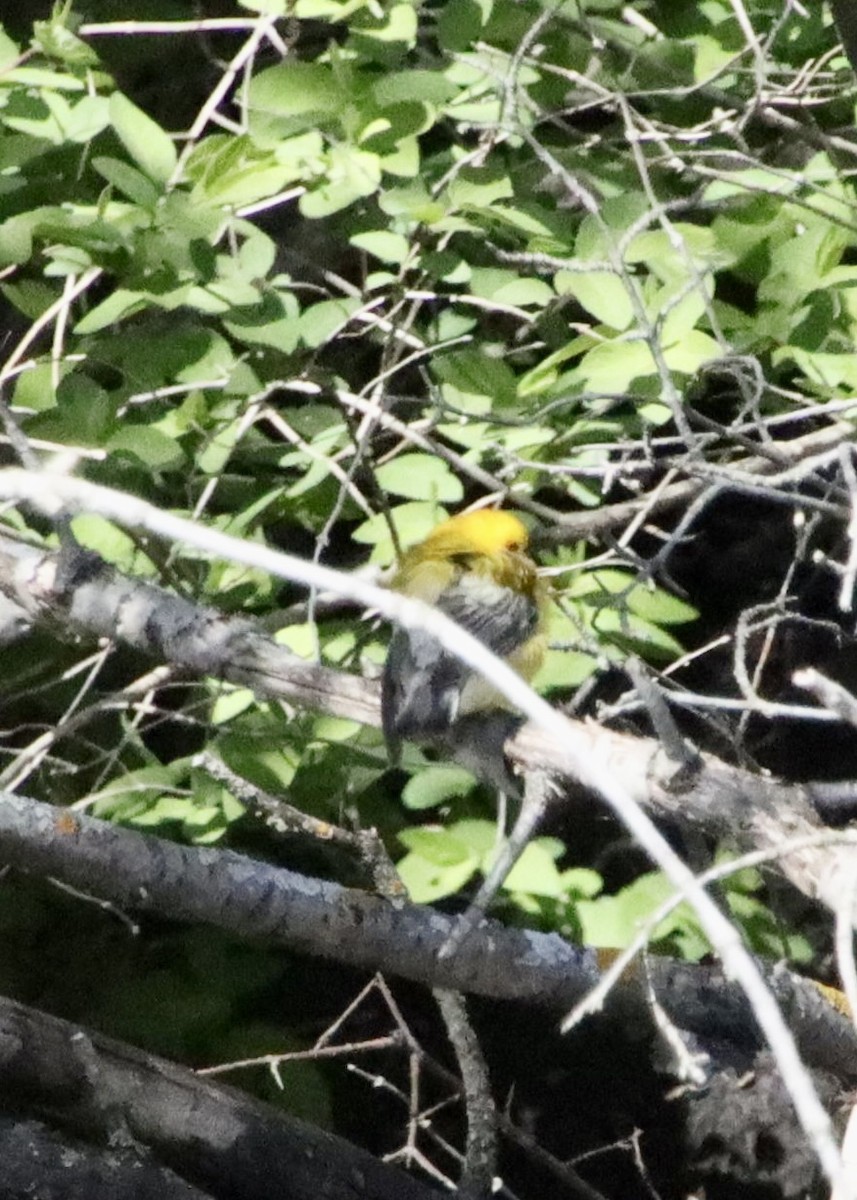 Prothonotary Warbler - ML617935038