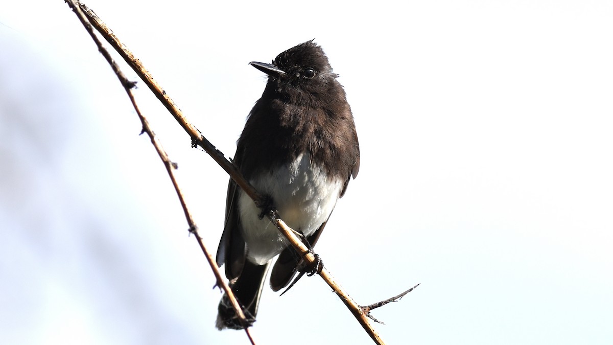 Black Phoebe - ML617935074