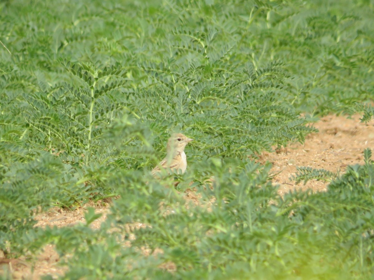 Greater Short-toed Lark - ML617935093