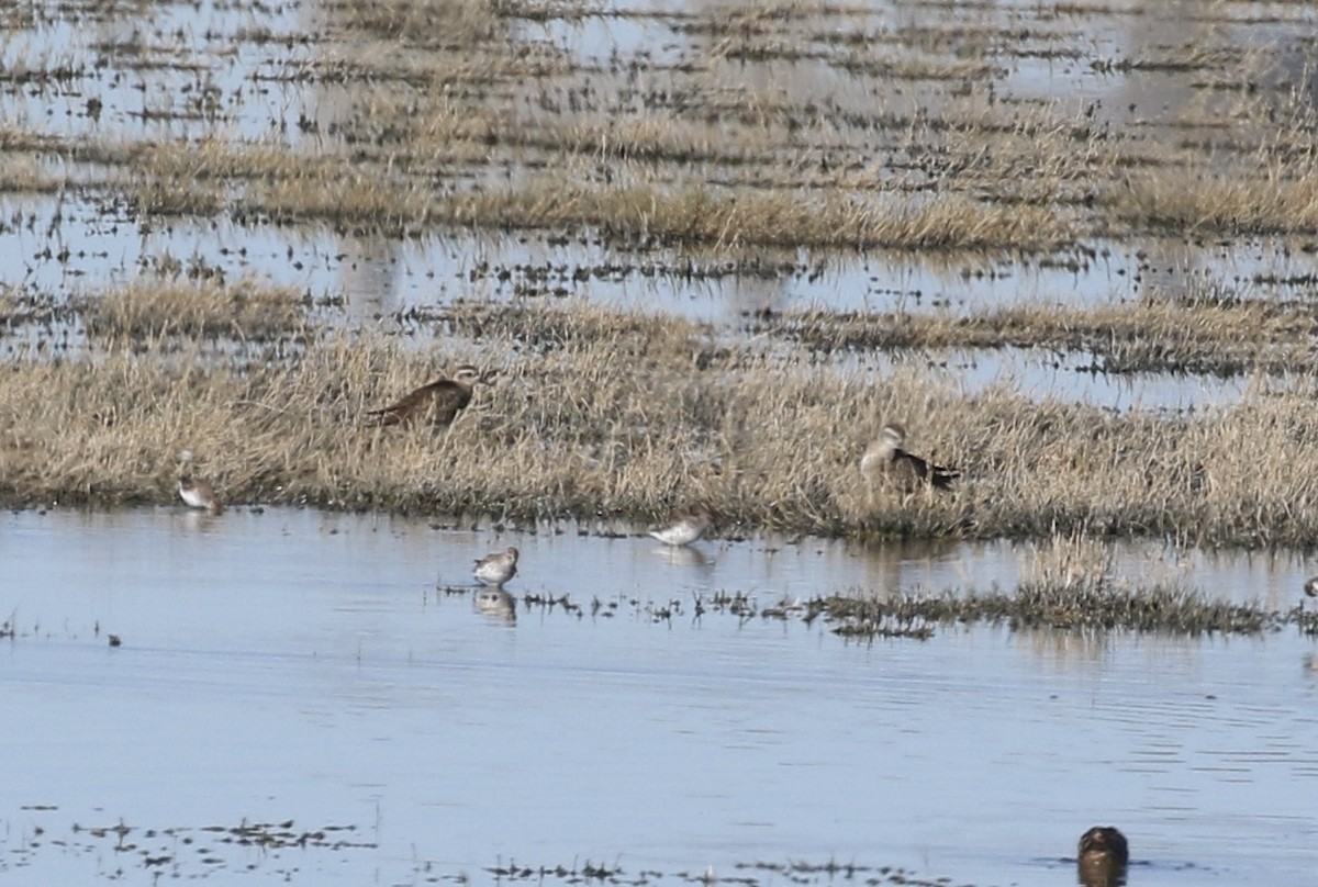 American Golden-Plover - ML617935099