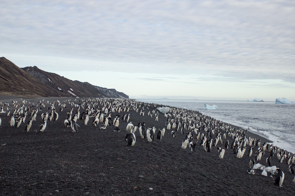 Пінгвін антарктичний - ML617935166