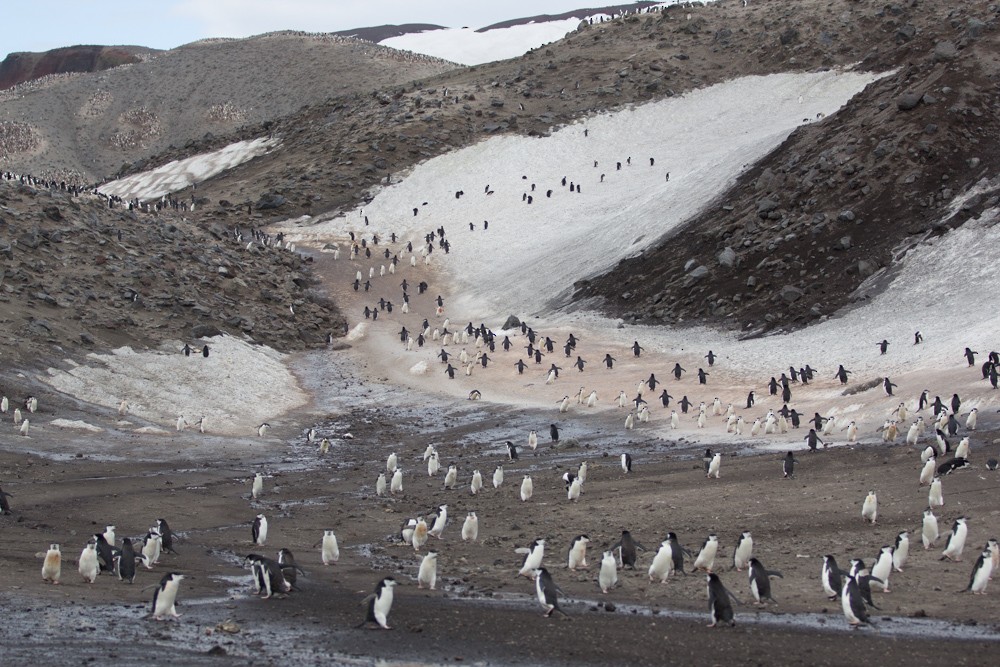 Антарктический пингвин - ML617935170