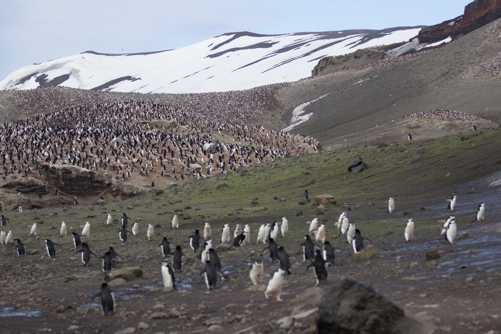Пінгвін антарктичний - ML617935173