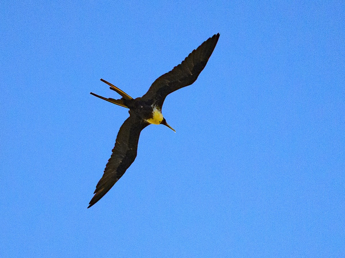 Magnificent Frigatebird - Dave Dorn