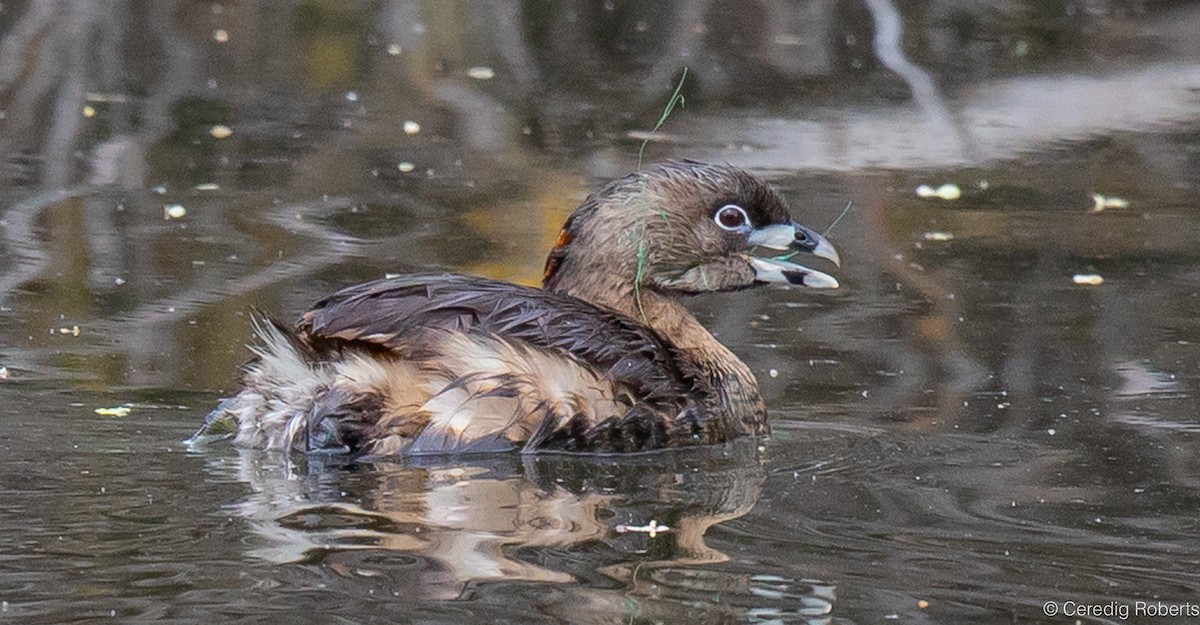 Pied-billed Grebe - ML617935222