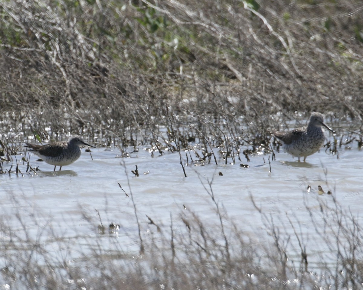 Greater Yellowlegs - ML617935247