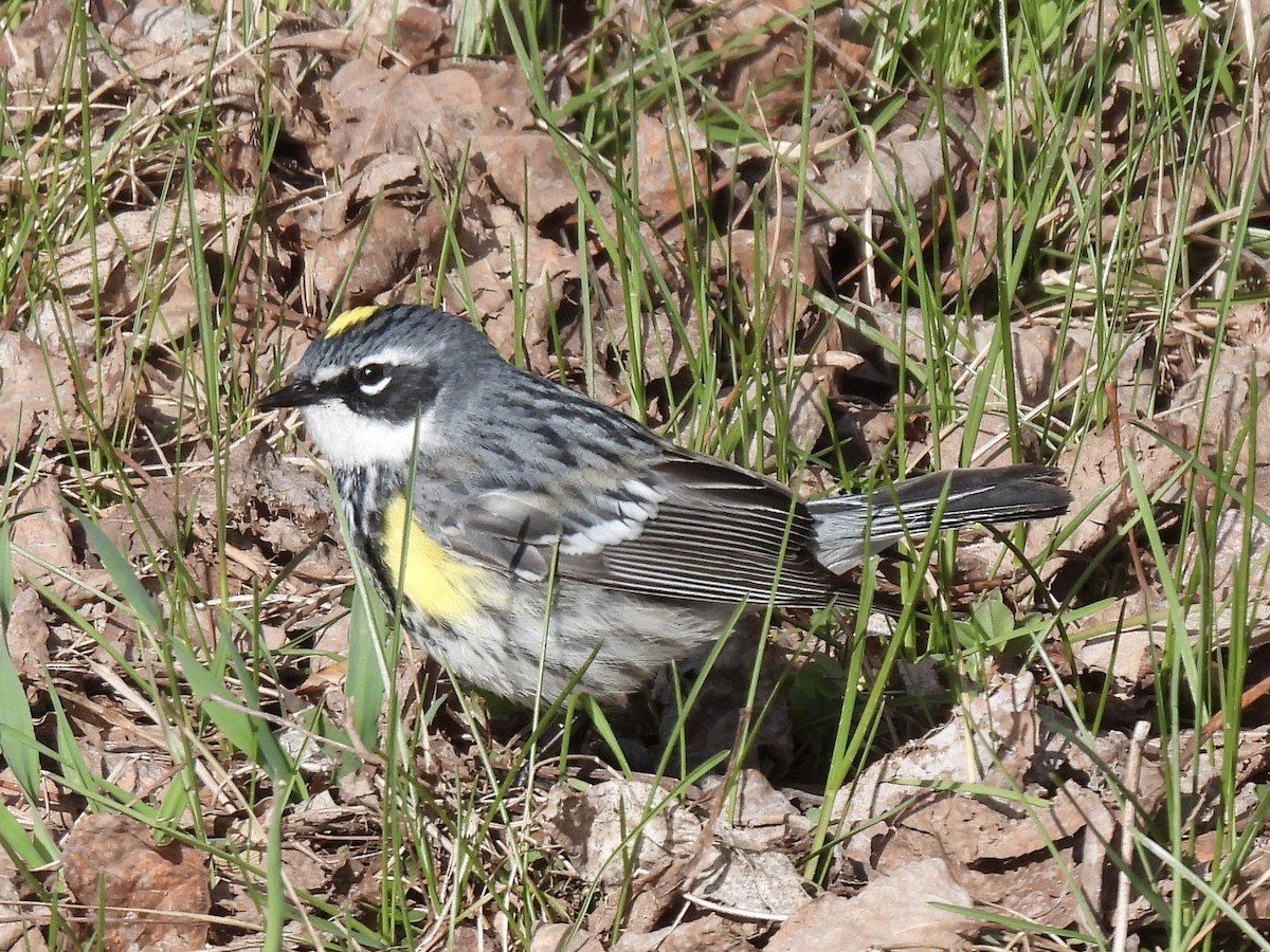 Yellow-rumped Warbler - ML617935253