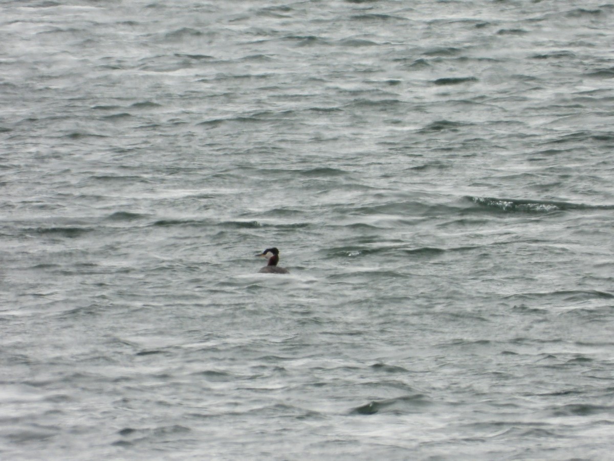 Red-necked Grebe - Cameron Laubach