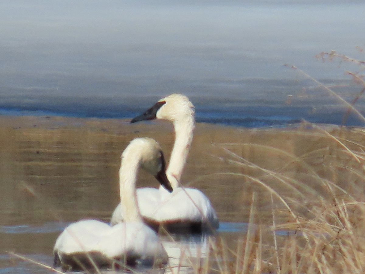 Trumpeter Swan - ML617935305