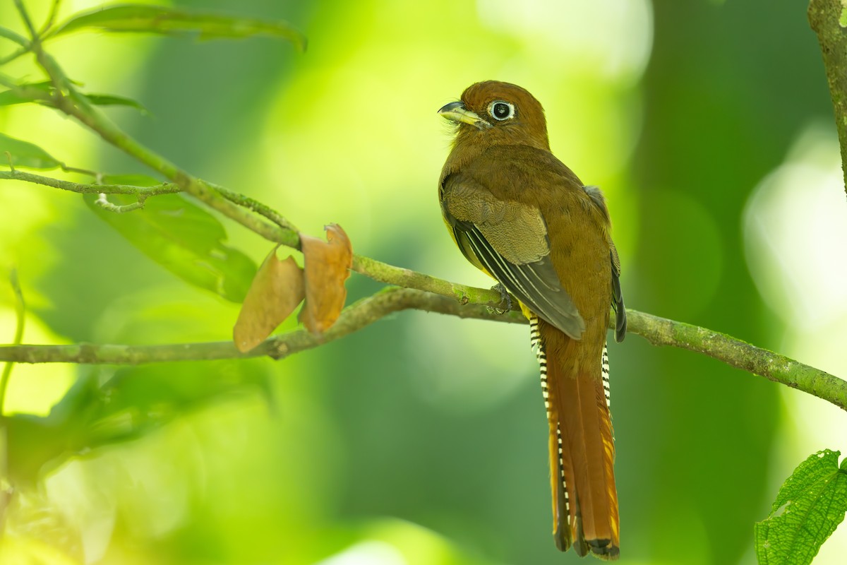 Northern Black-throated Trogon - ML617935308