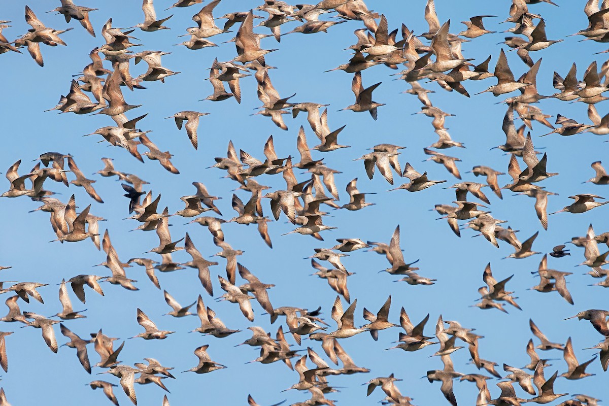 Marbled Godwit - ML617935320