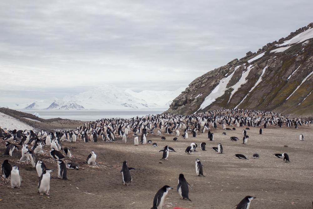 Антарктический пингвин - ML617935382