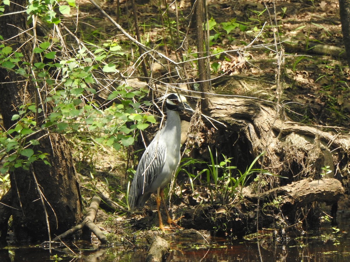 Yellow-crowned Night Heron - ML617935404