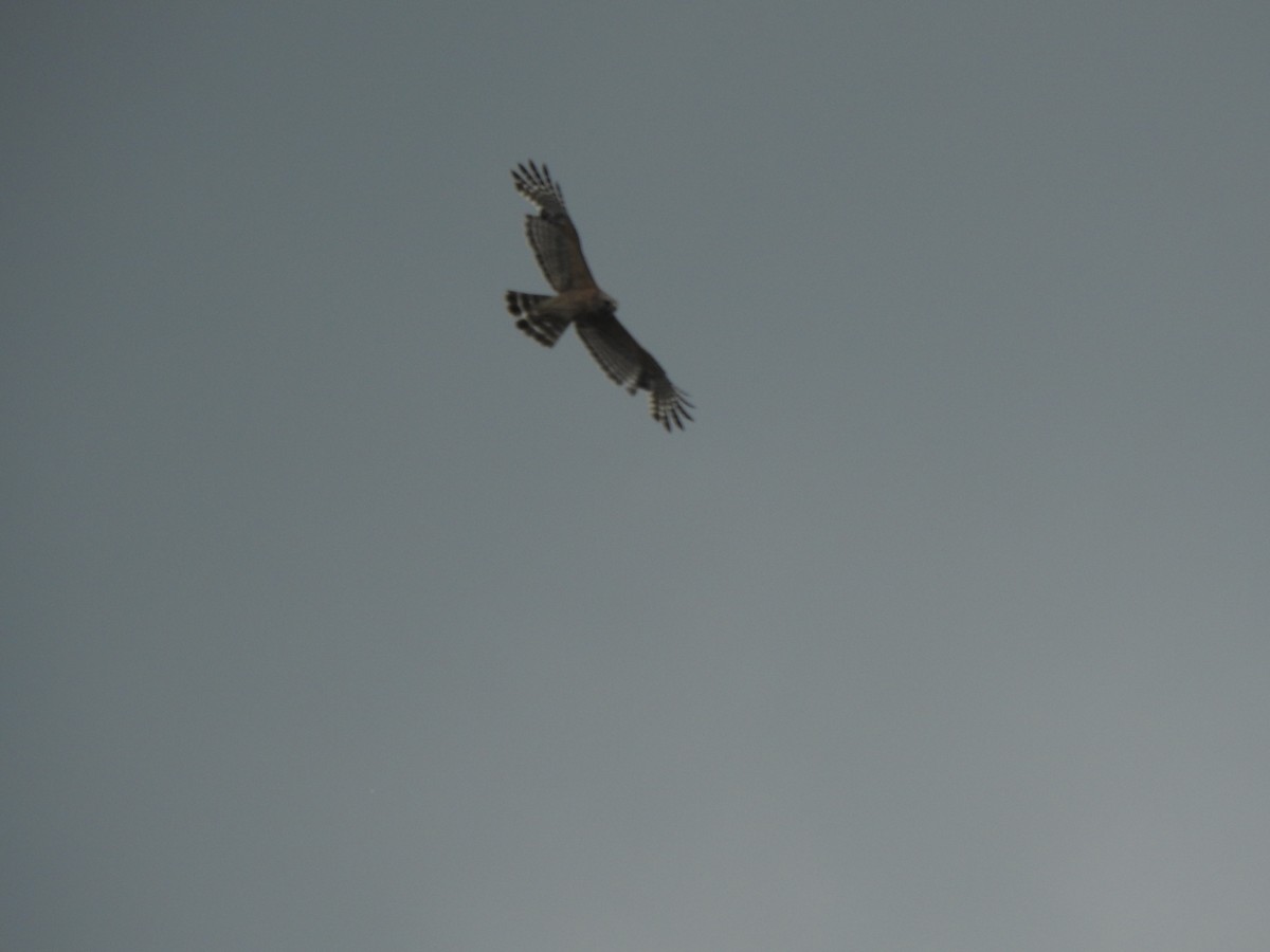 Red-shouldered Hawk - Ben Holloway