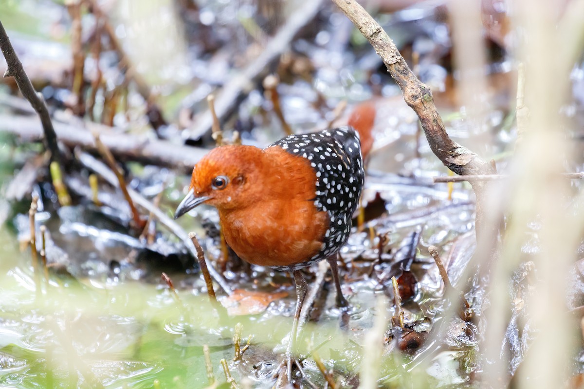 White-spotted Flufftail (Northern) - ML617935445