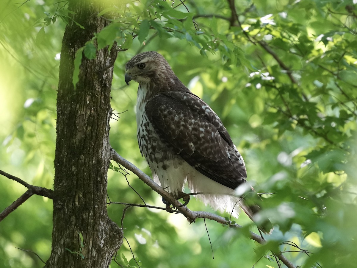 Red-tailed Hawk - ML617935450