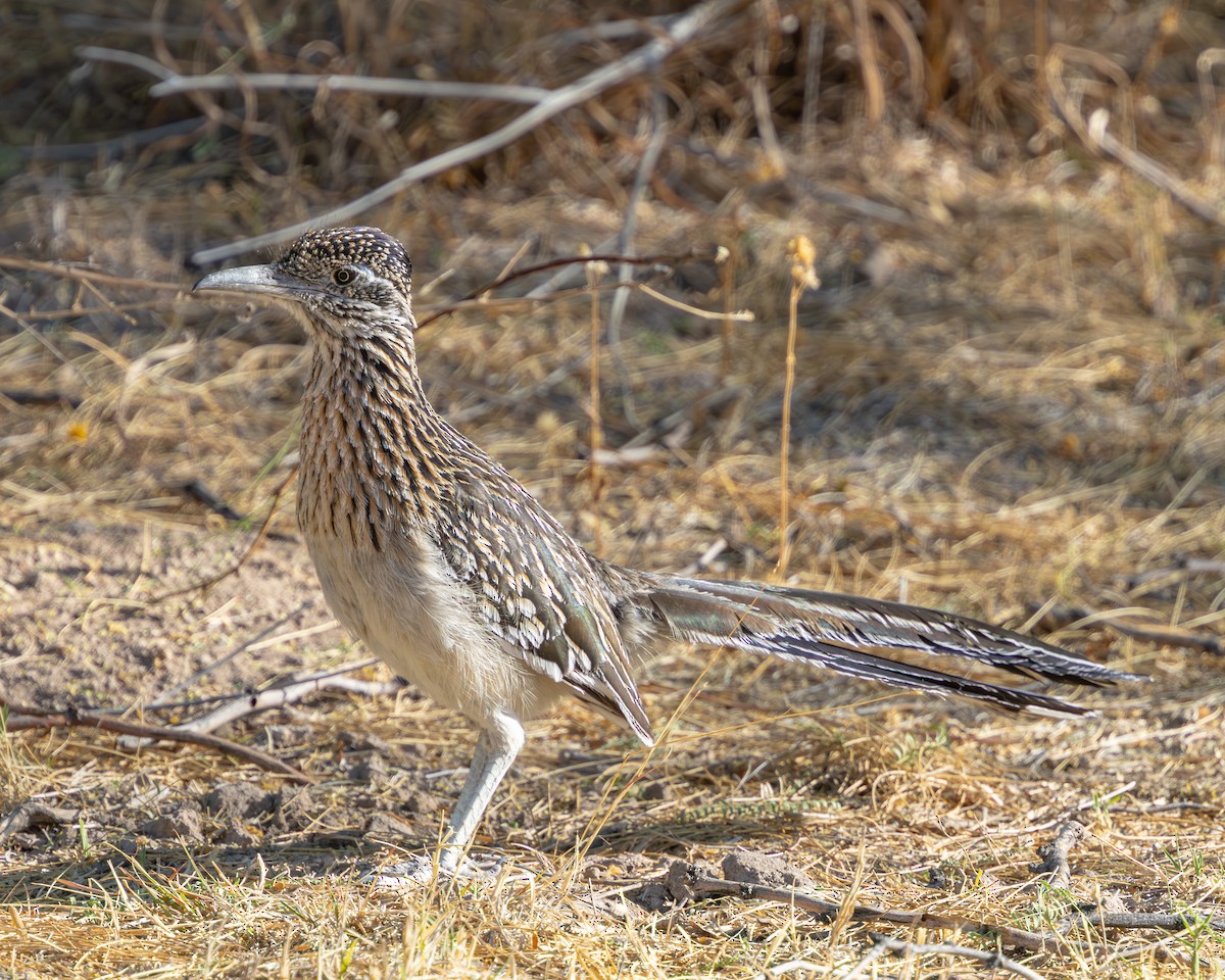 Greater Roadrunner - ML617935459