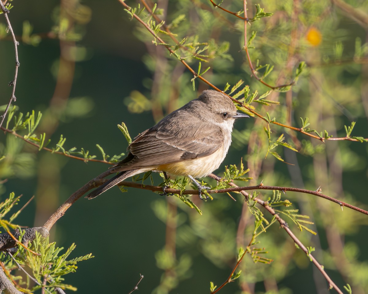 Vermilion Flycatcher - ML617935481