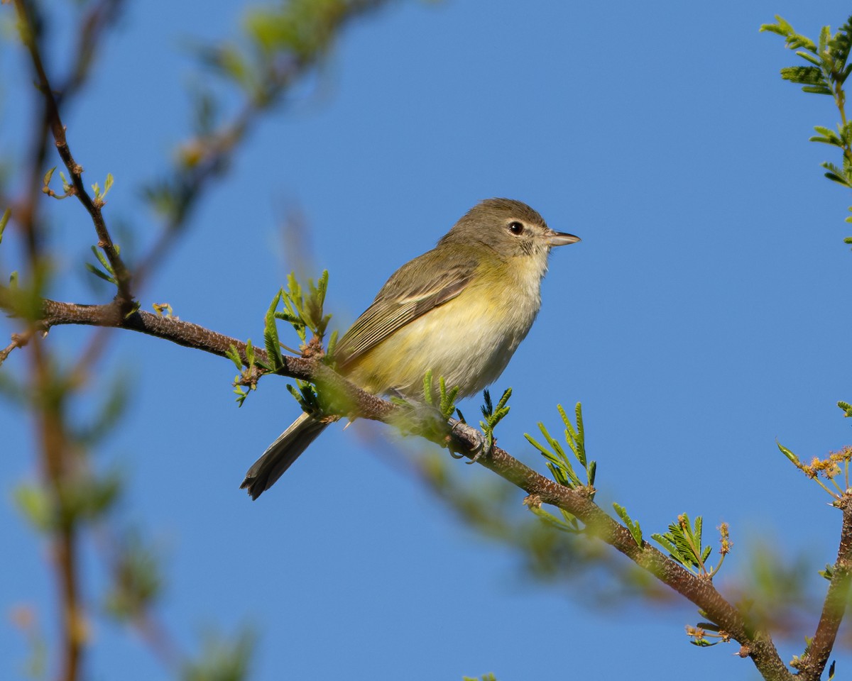 Bell's Vireo - ML617935487