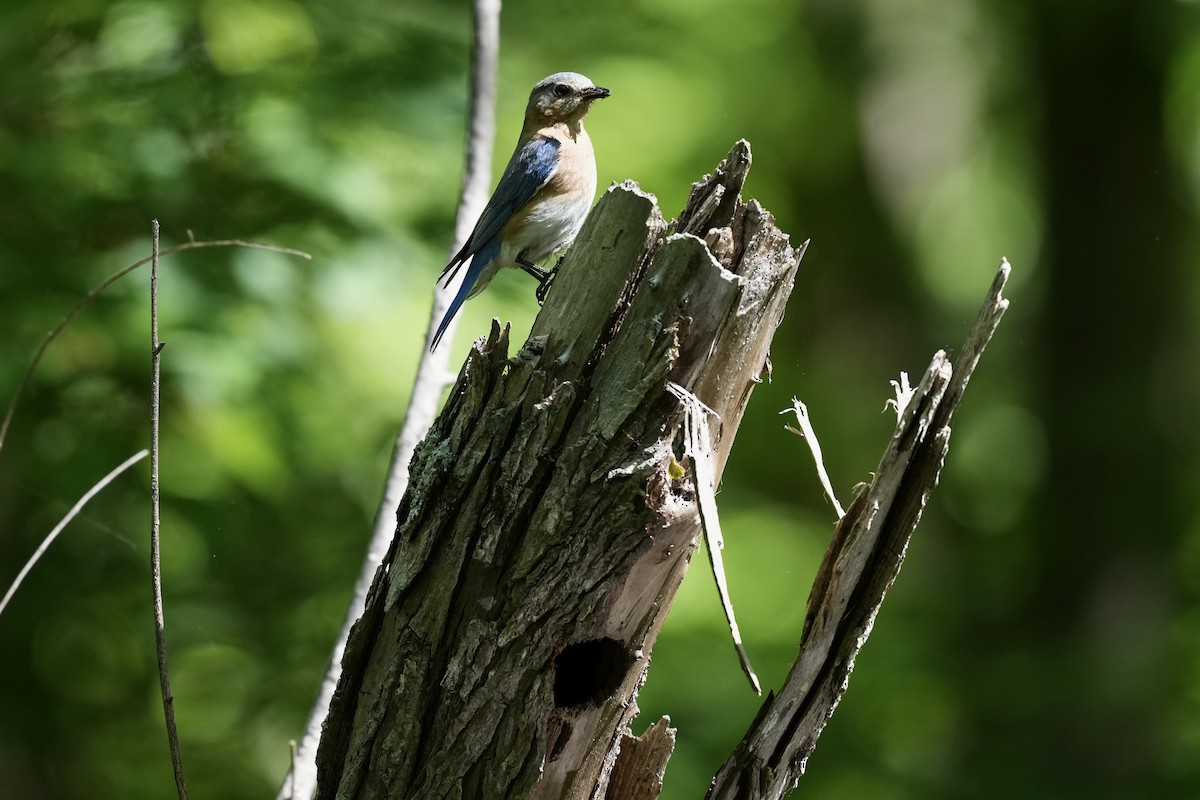 Eastern Bluebird - ML617935488