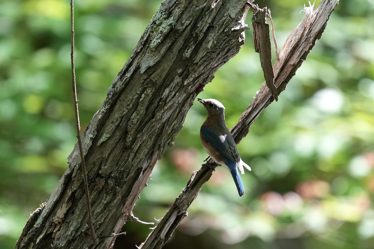 Eastern Bluebird - ML617935489