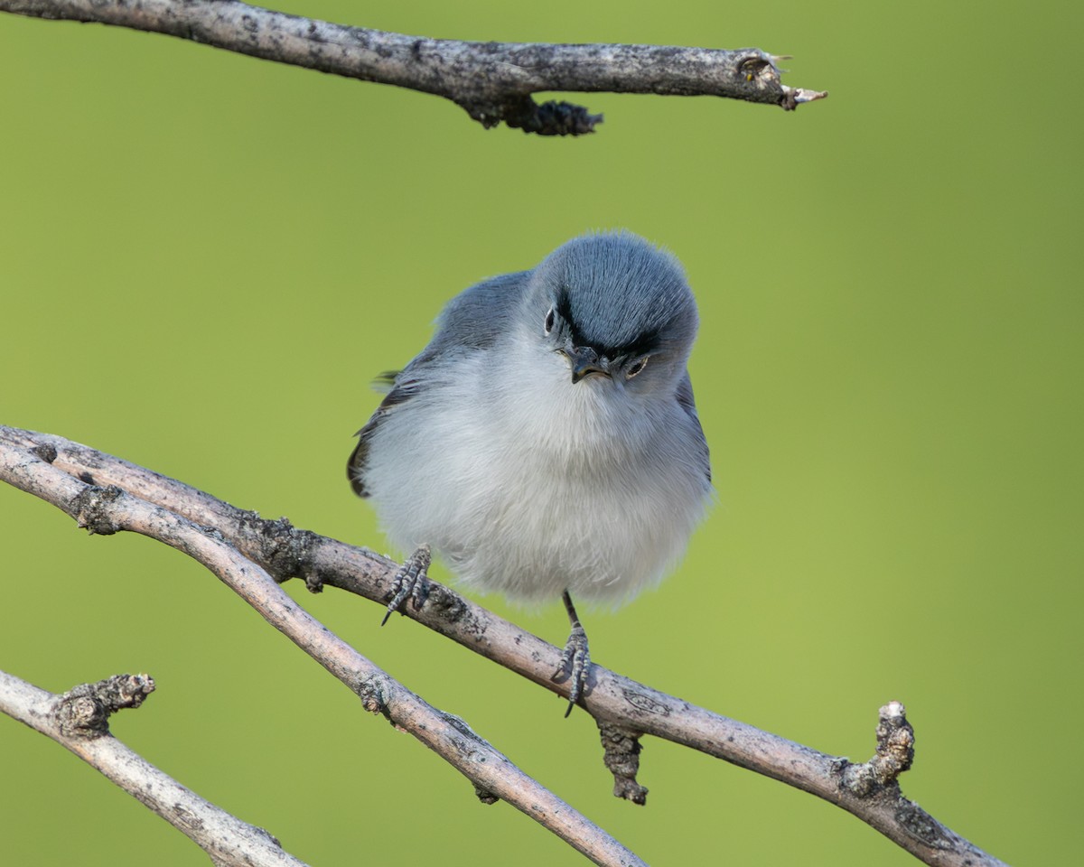 Blue-gray Gnatcatcher - Todd Dixon