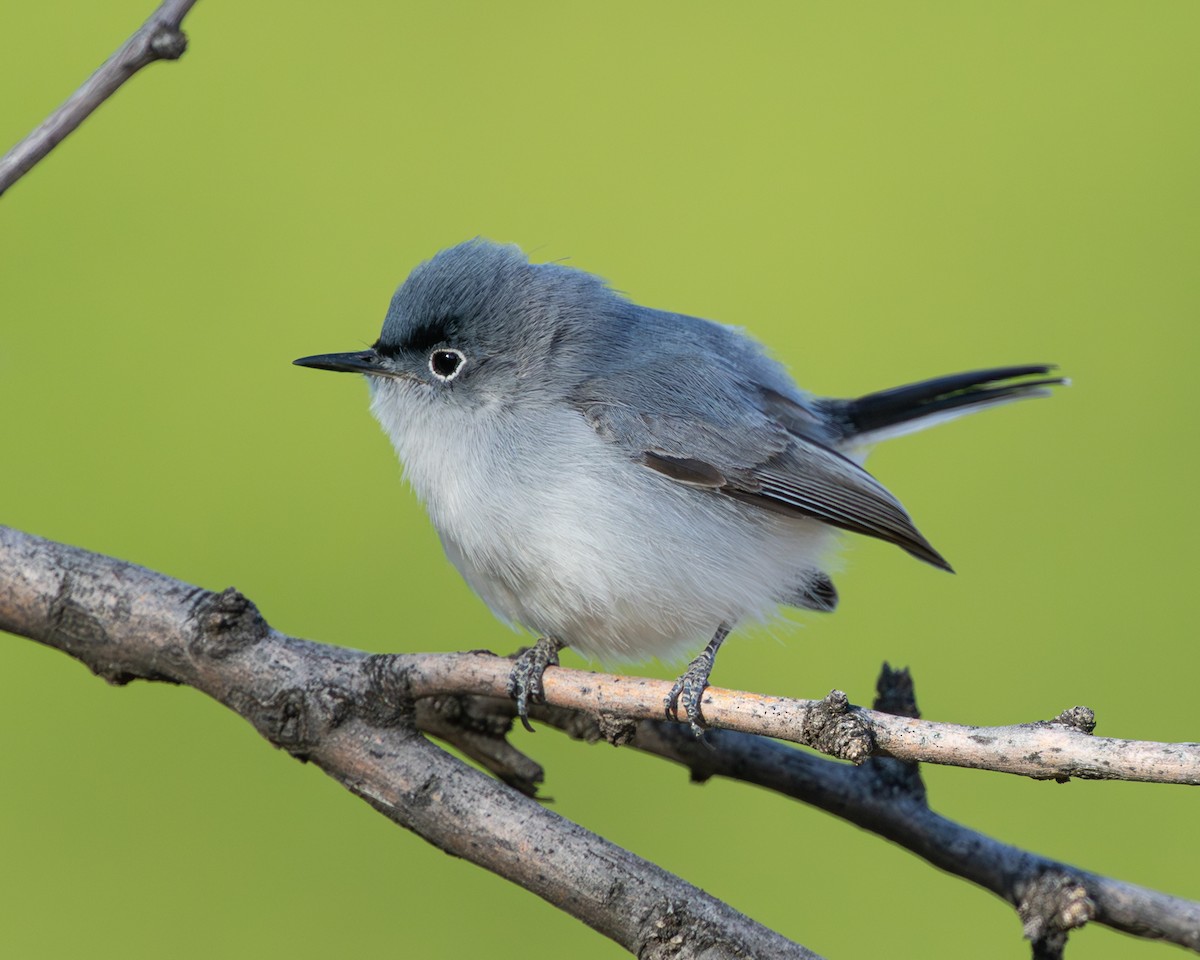 Blue-gray Gnatcatcher - ML617935492