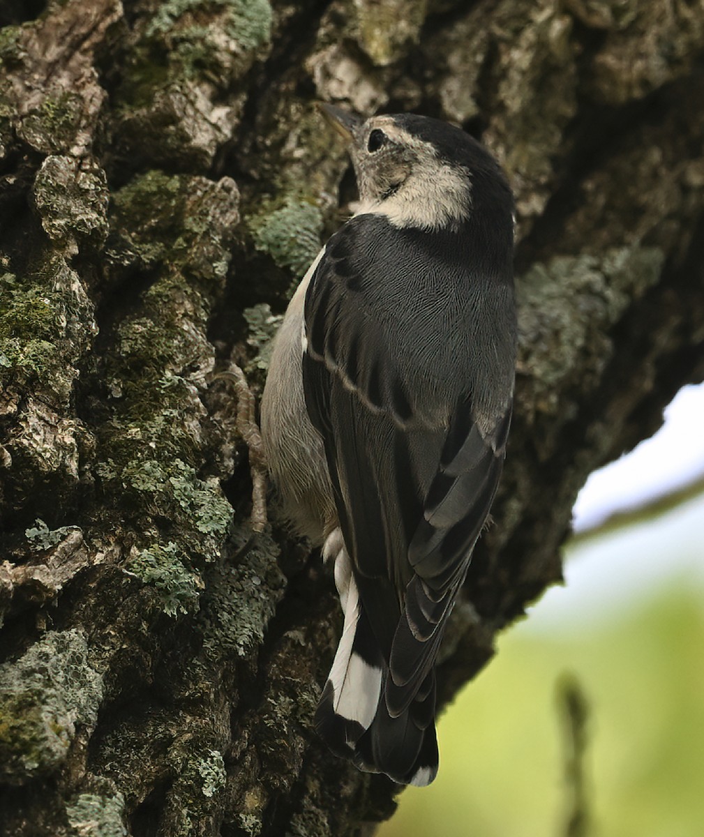 White-breasted Nuthatch - Nancy Alexander