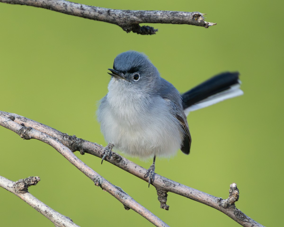 Blue-gray Gnatcatcher - Todd Dixon