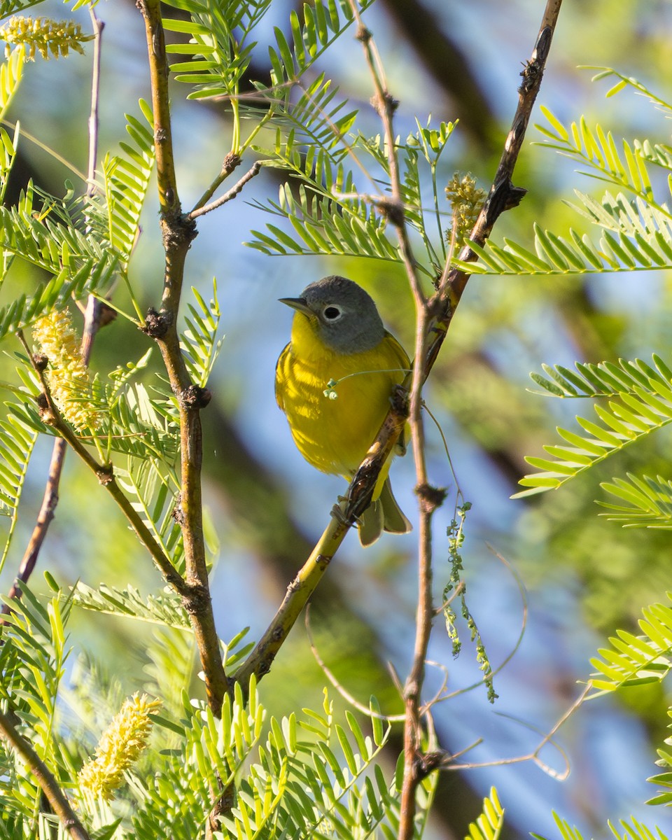 Nashville Warbler - ML617935507