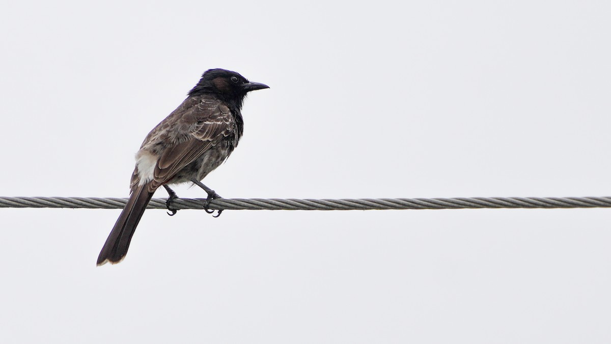Red-vented Bulbul - ML617935511