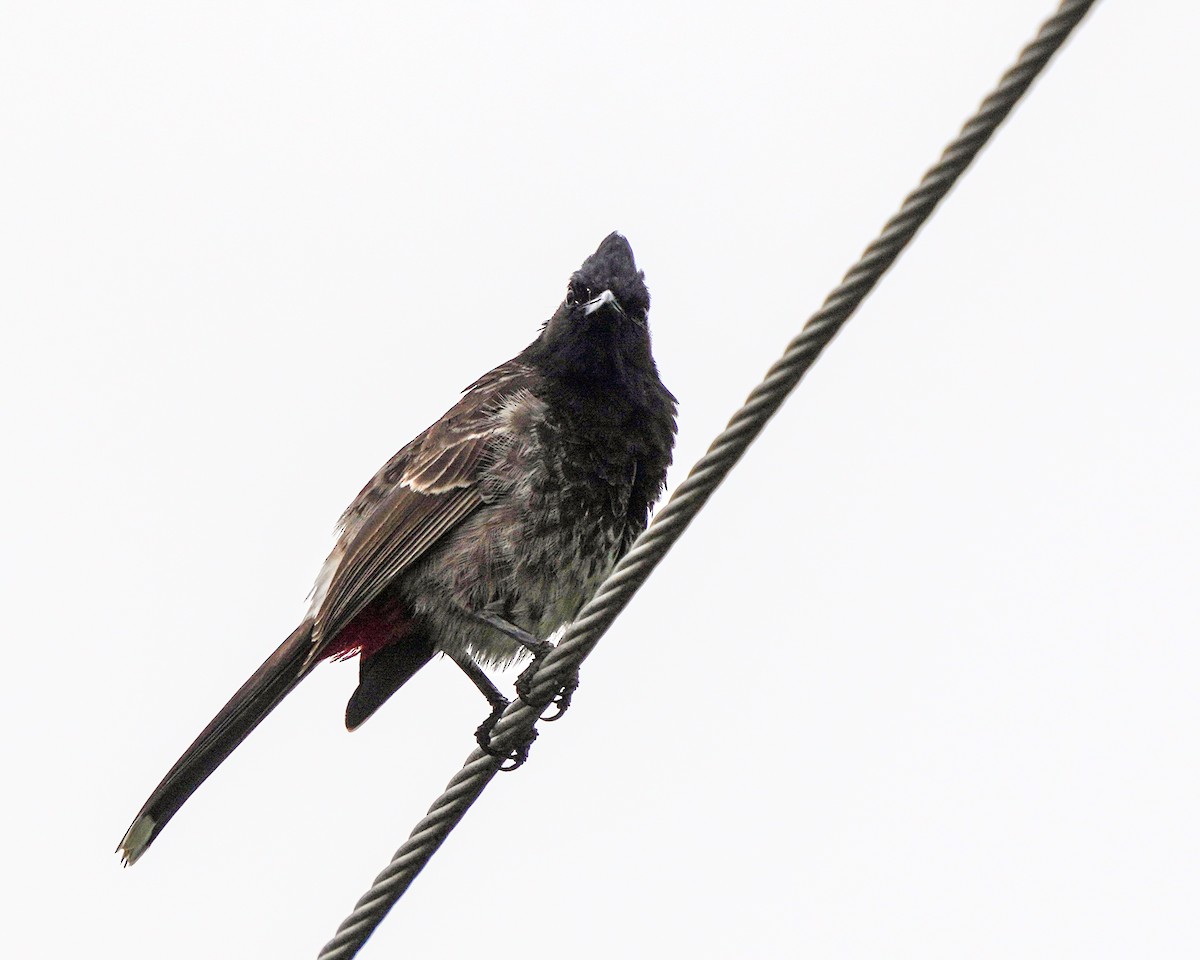 Red-vented Bulbul - ML617935512
