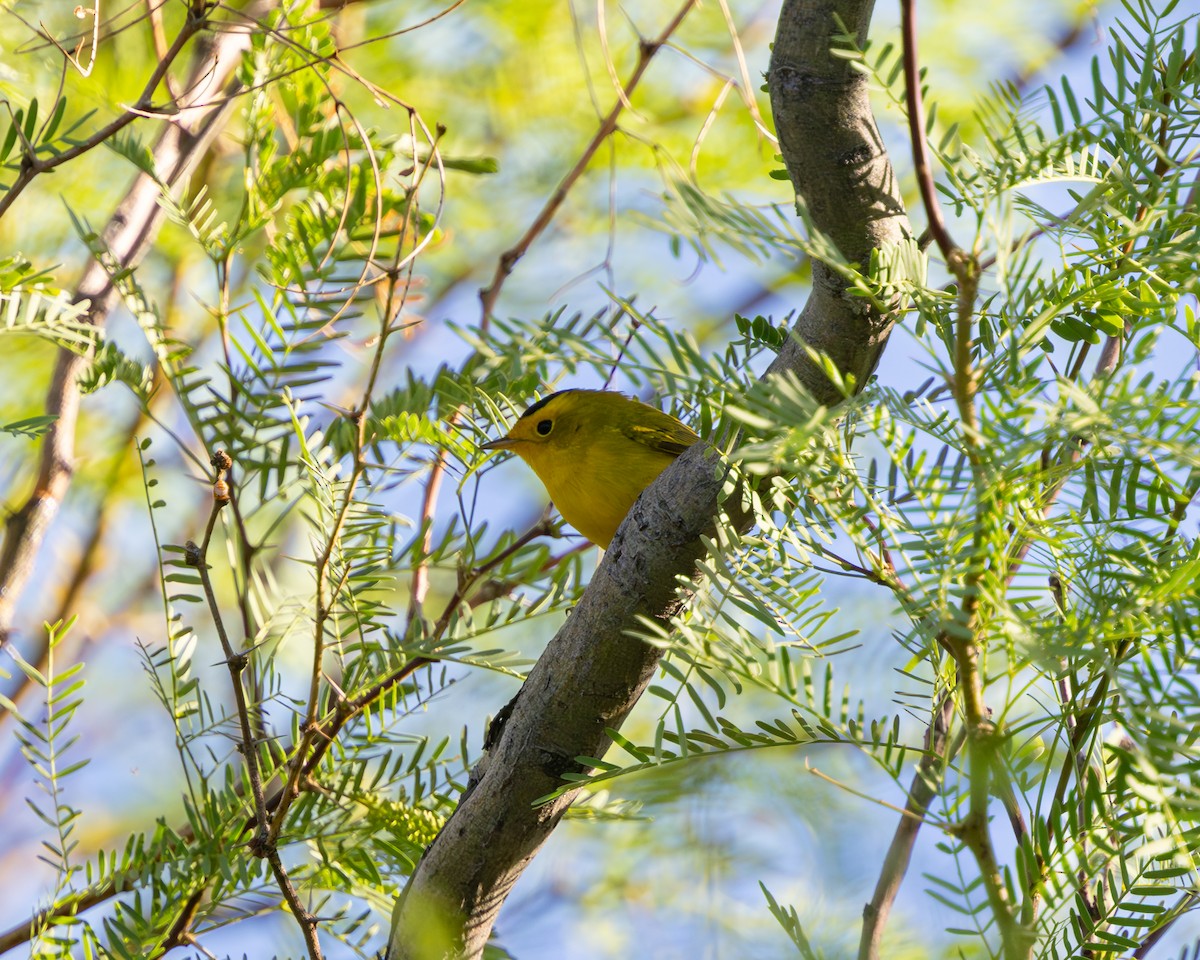 Wilson's Warbler - ML617935537