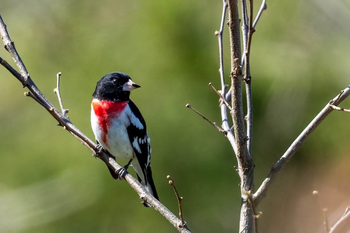 Rose-breasted Grosbeak - ML617935541