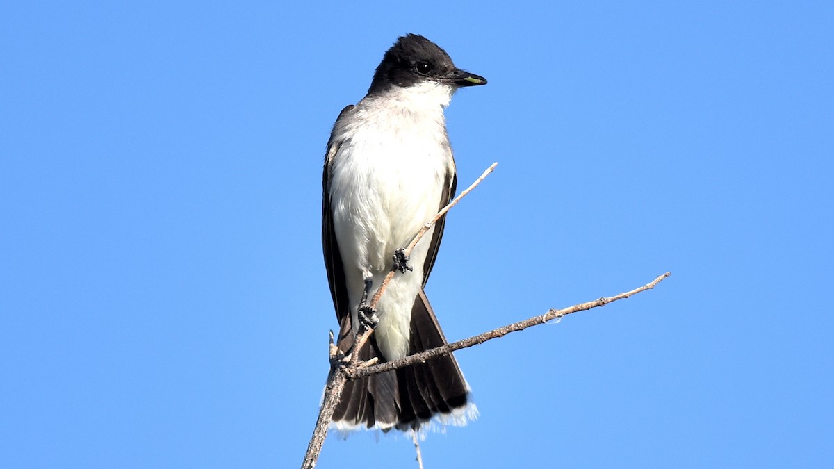 Eastern Kingbird - Ryan Claar