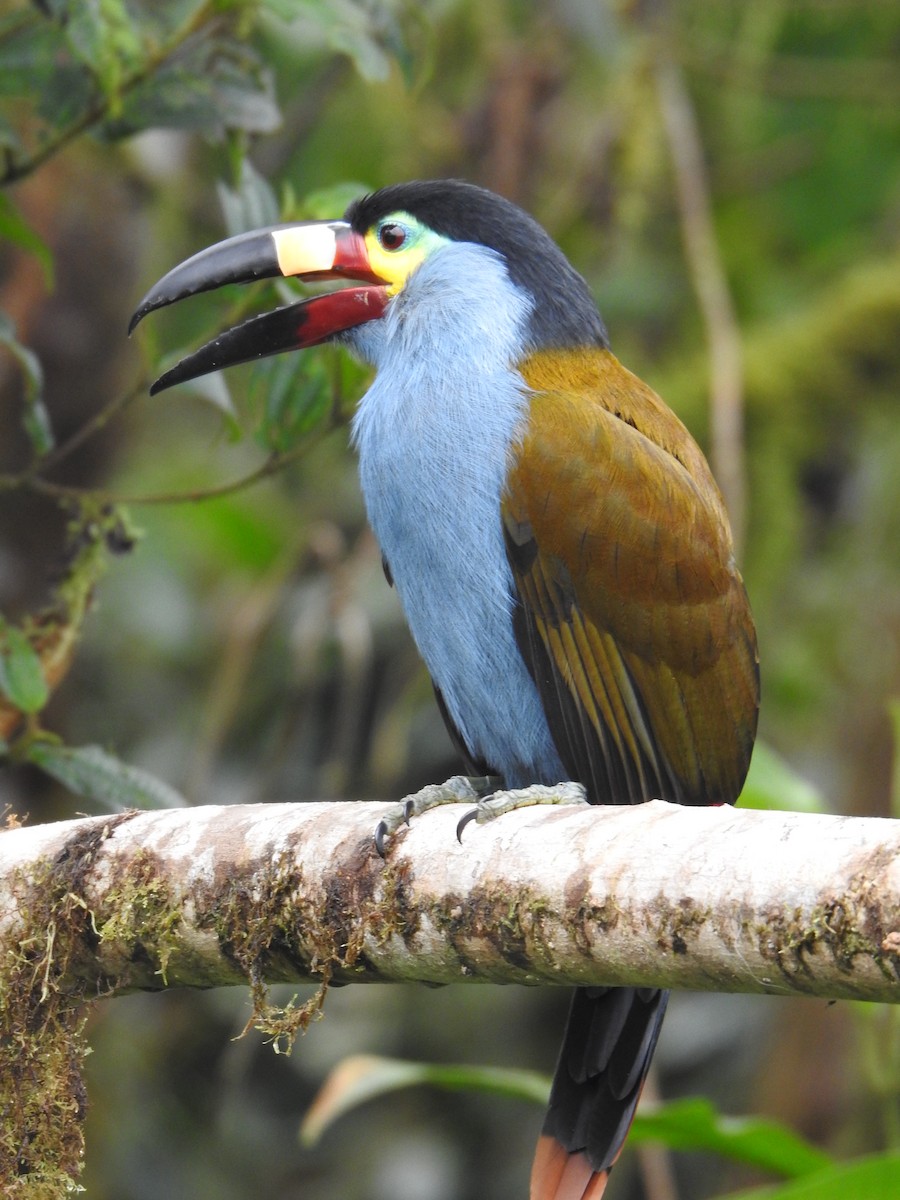 Plate-billed Mountain-Toucan - Justin Harris