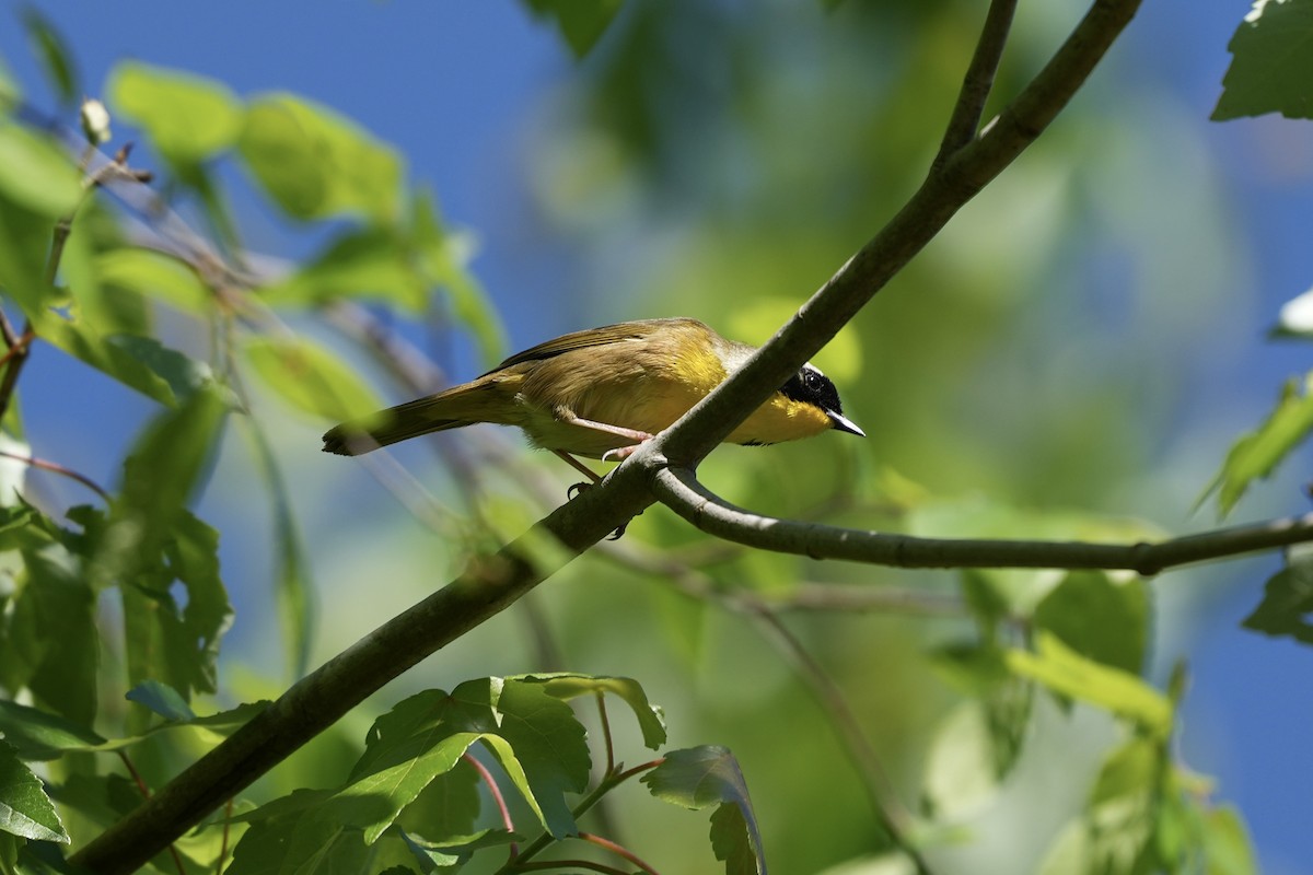 Common Yellowthroat - ML617935573