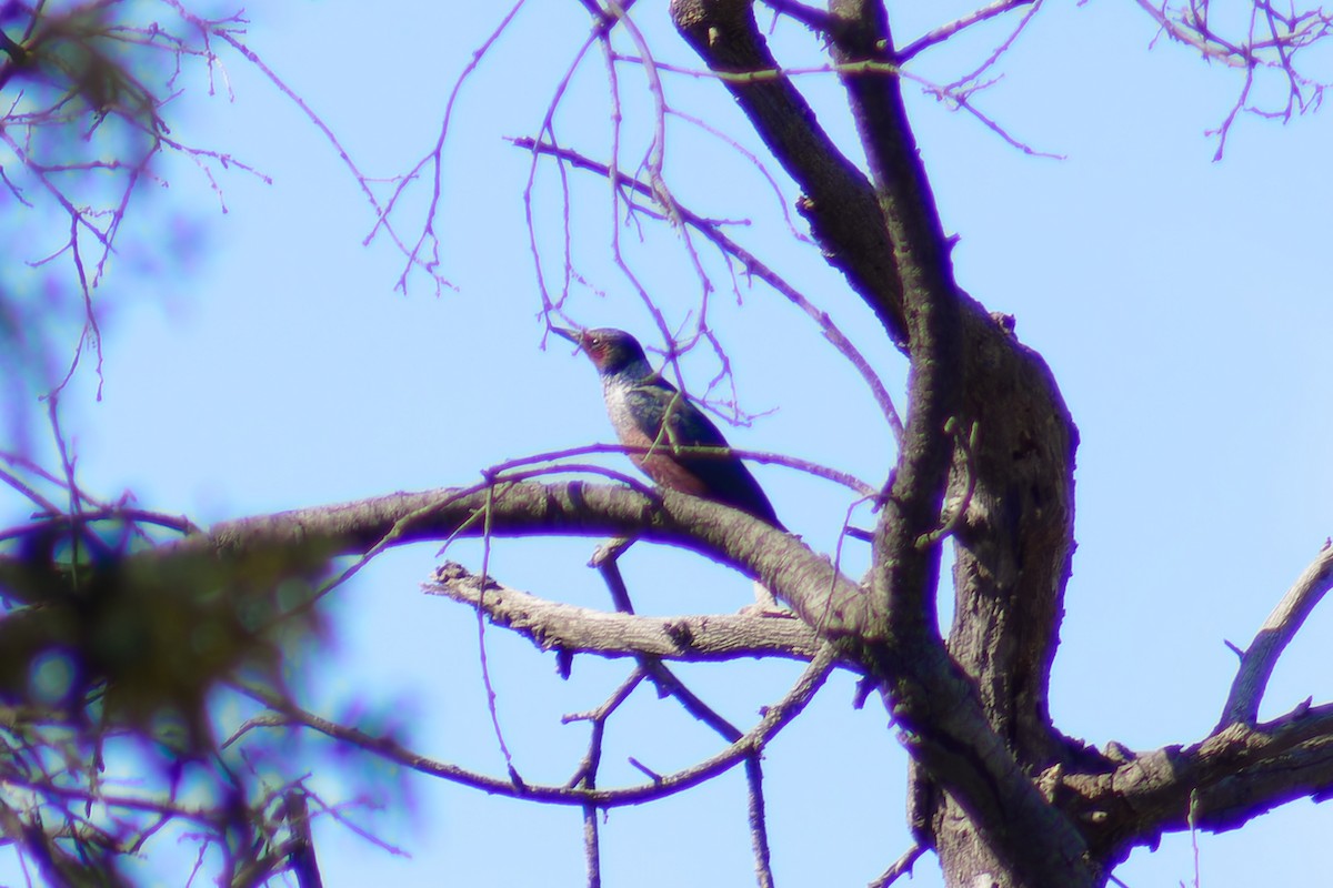 Lewis's Woodpecker - Gary McLarty