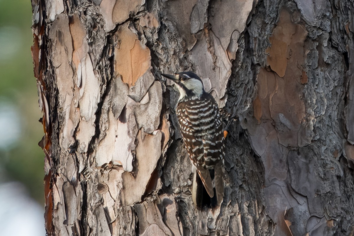 Red-cockaded Woodpecker - Eric Stone