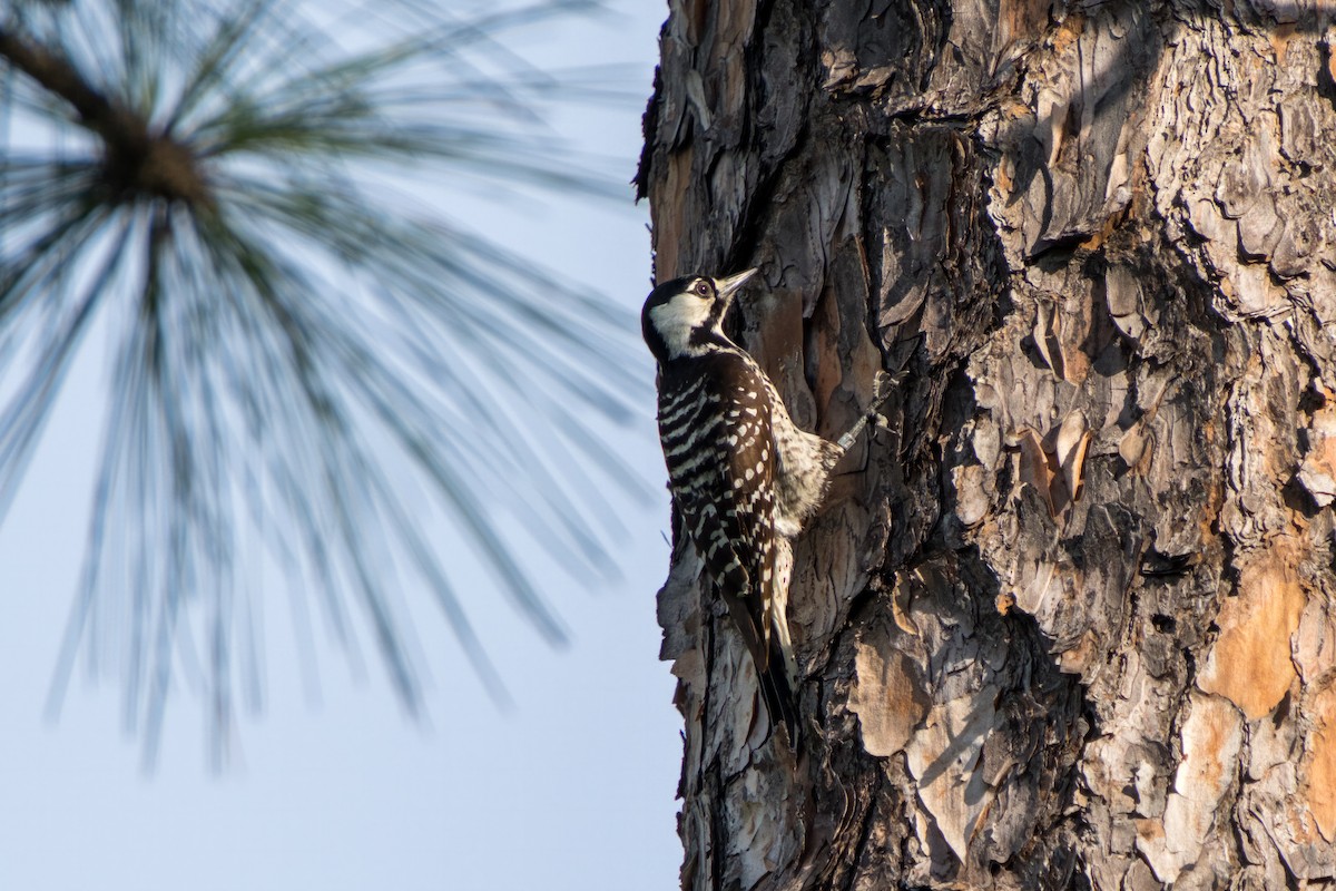 Red-cockaded Woodpecker - ML617935585