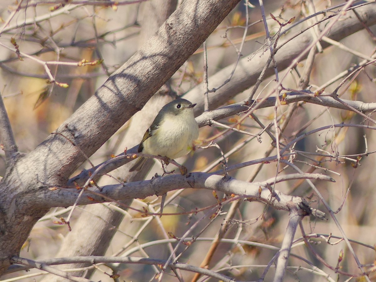 Ruby-crowned Kinglet - ML617935594