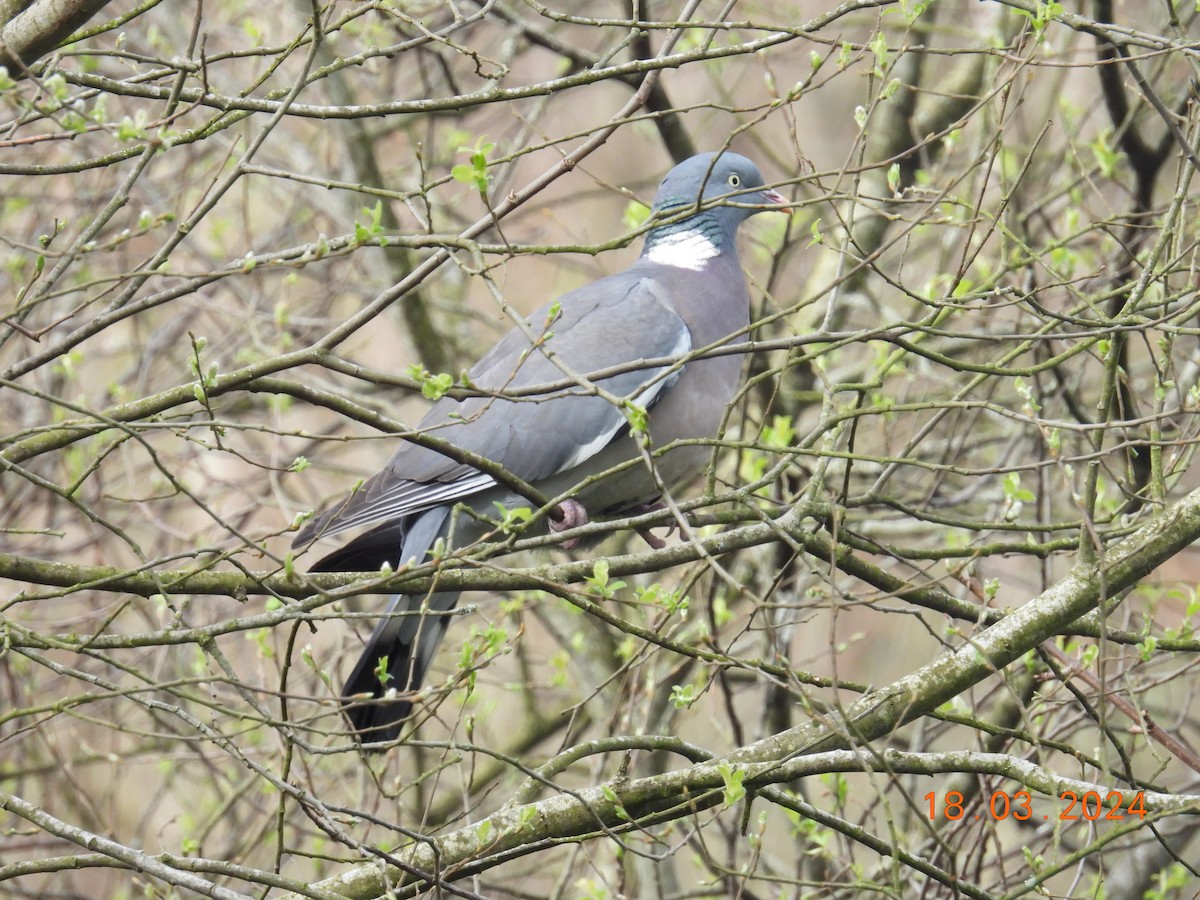 Common Wood-Pigeon - Robin Pollard