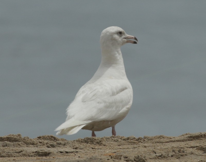 Glaucous Gull - Karen Lebing