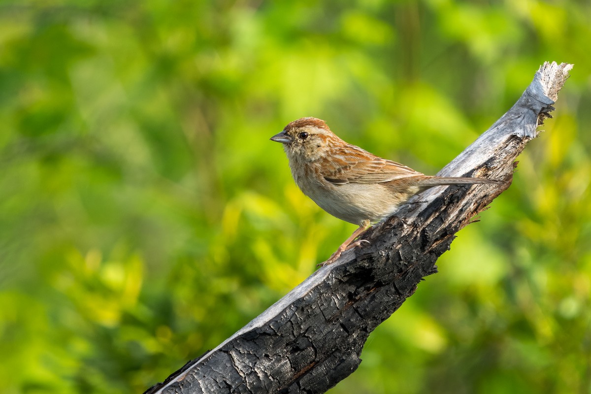 Bachman's Sparrow - Eric Stone