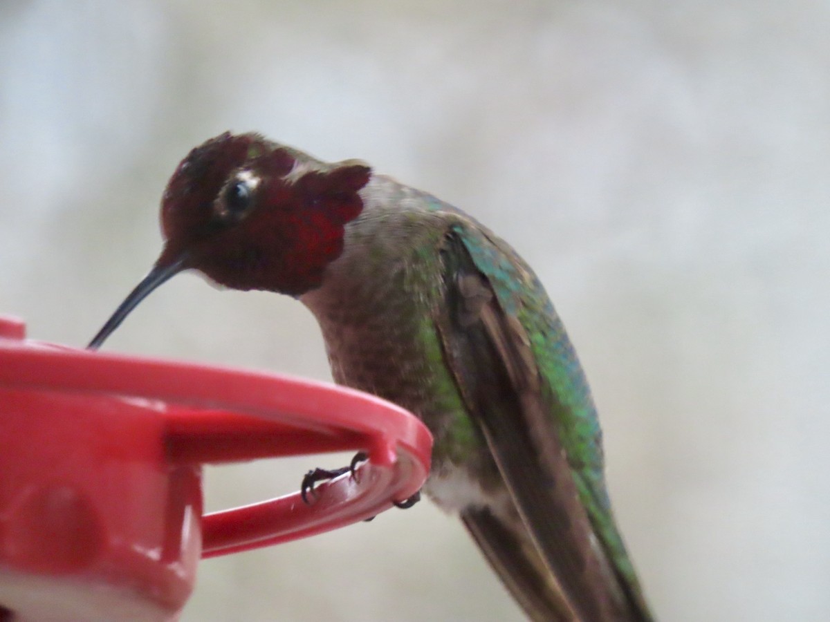 Anna's Hummingbird - ML617935656