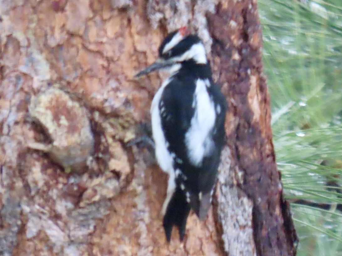 Hairy Woodpecker - ML617935663