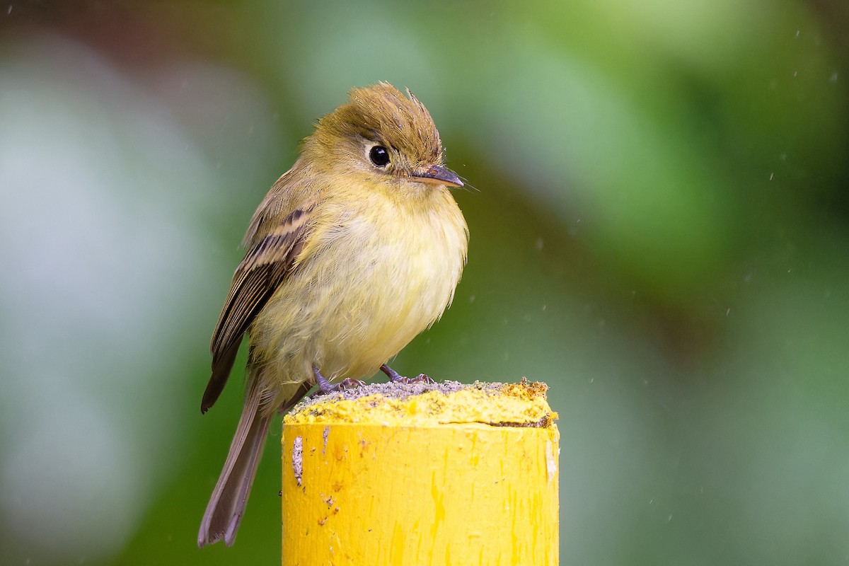 Yellowish Flycatcher - ML617935679